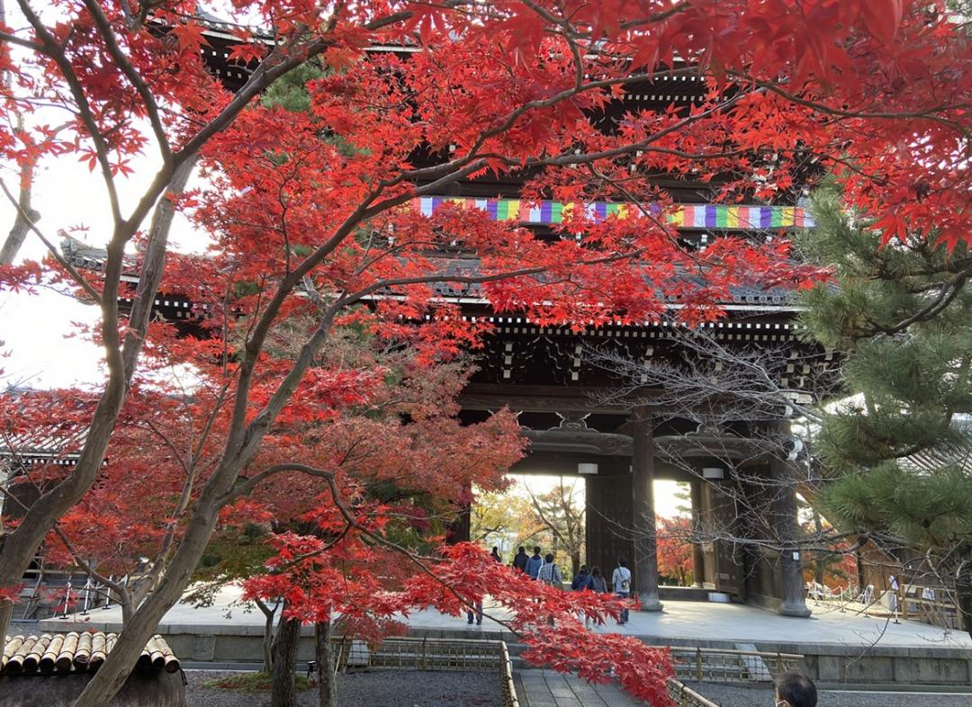 紅葉を観にいこうよう スタッフブログ ピノス洛西口